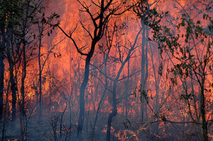 Um crime ambiental muito praticado no Brasil: tocar fogo. Foto - Gérard Moss