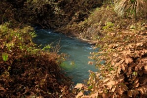 O verde das águas perto da nascente do rio Verde se destacam contra as folhas poeirentas. Foto Margi Moss